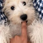 Erica Fernandes Instagram - Say hello to Champy’s brother Ginger 🐩 #ginger #gingerFernandes #maltipoo #puppylove