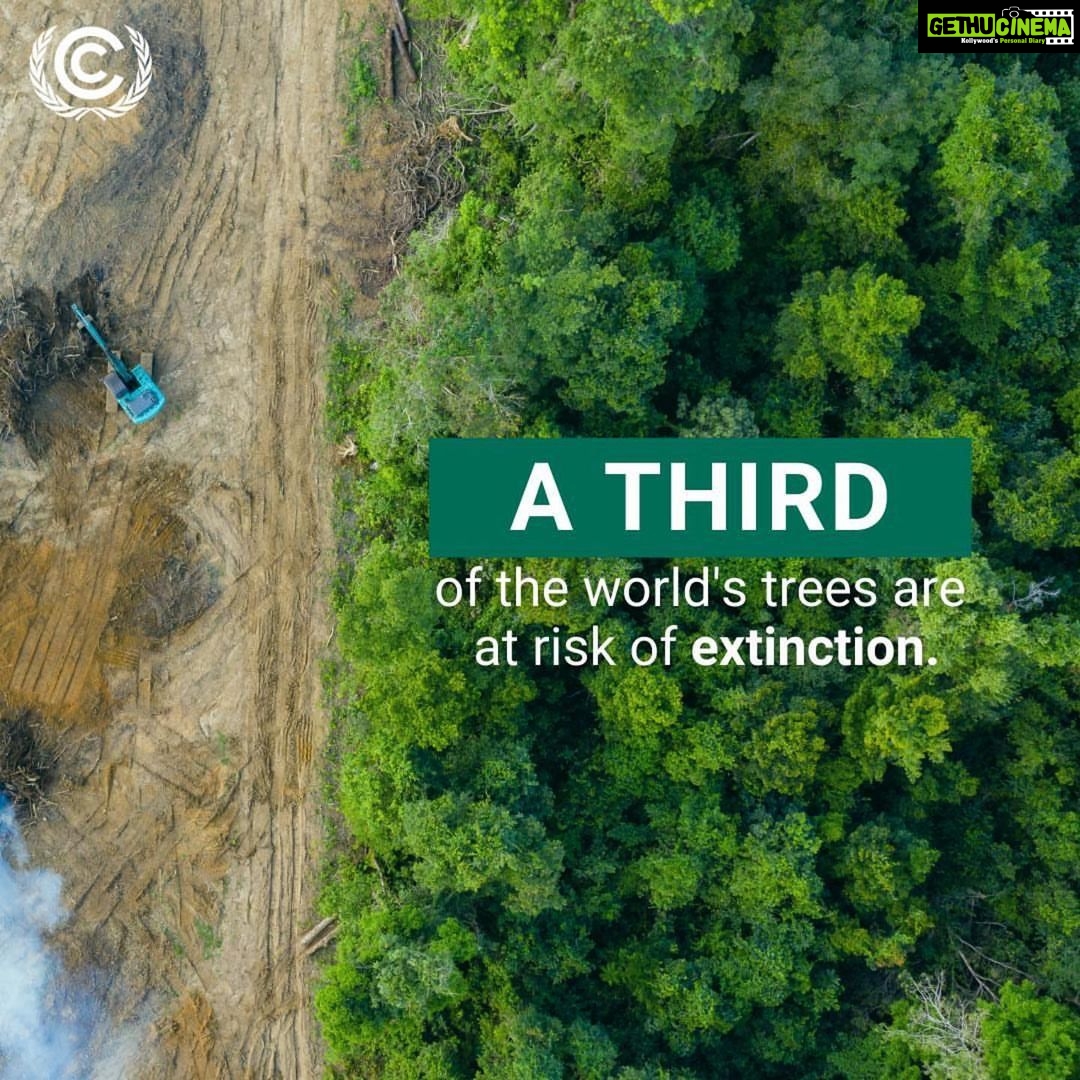 Esha Gupta Instagram - As a backbone of the natural ecosystem and the world’s largest terrestrial carbon storage, trees are essential for the health of people and planet. However, following 5 years of research, 'Botanic Gardens Conservation International' has published a sobering report on the „State of the World’s Trees“. It reveals that out of the world's 60,000 tree species, 30% (17,500) are currently at risk of extinction. That means there are twice the number of threatened tree species than threatened mammals, birds, amphibians and reptiles combined. The report identifies climate change as a growing threat, with changes in temperature and weather causing many trees to risk losing areas of suitable habitat. At least 180 tree species are directly threatened by sea level rise and severe weather events. But the report also underlines that hope for trees remains and provides a roadmap for the future. Among the actions recommended by the authors are an extension of protected areas, conservation of endangered species as well as dedicated tree planting schemes. #ItsPossible #GenerationRestoration #ClimateAction #repost @unclimatechange
