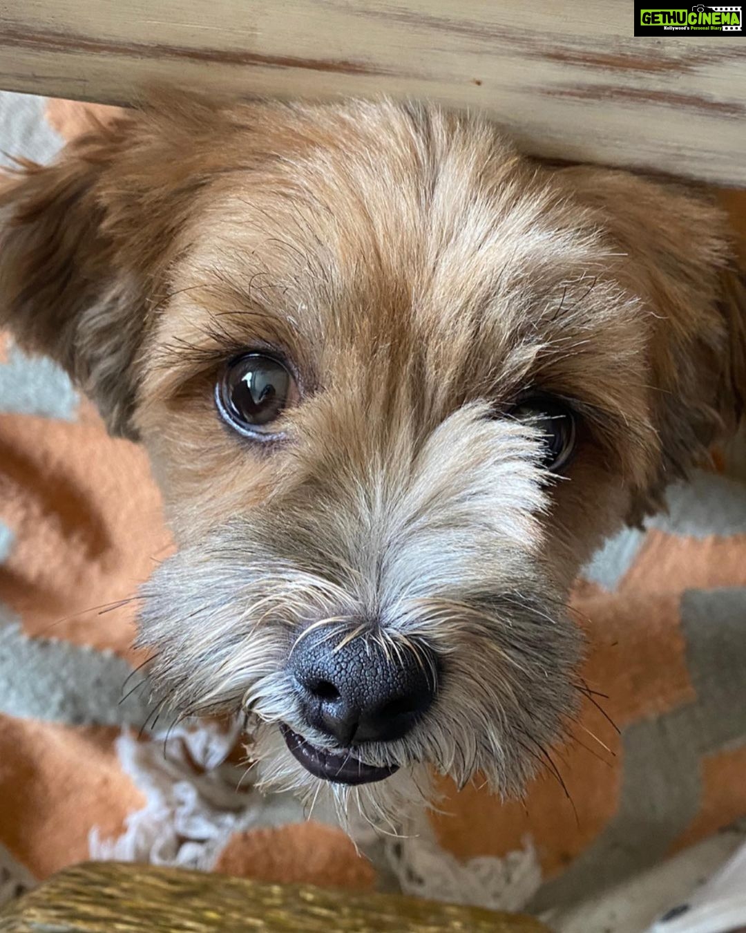 Esha Gupta Instagram - Reason behind my happiness 🐾 #bella #nawab 🧿