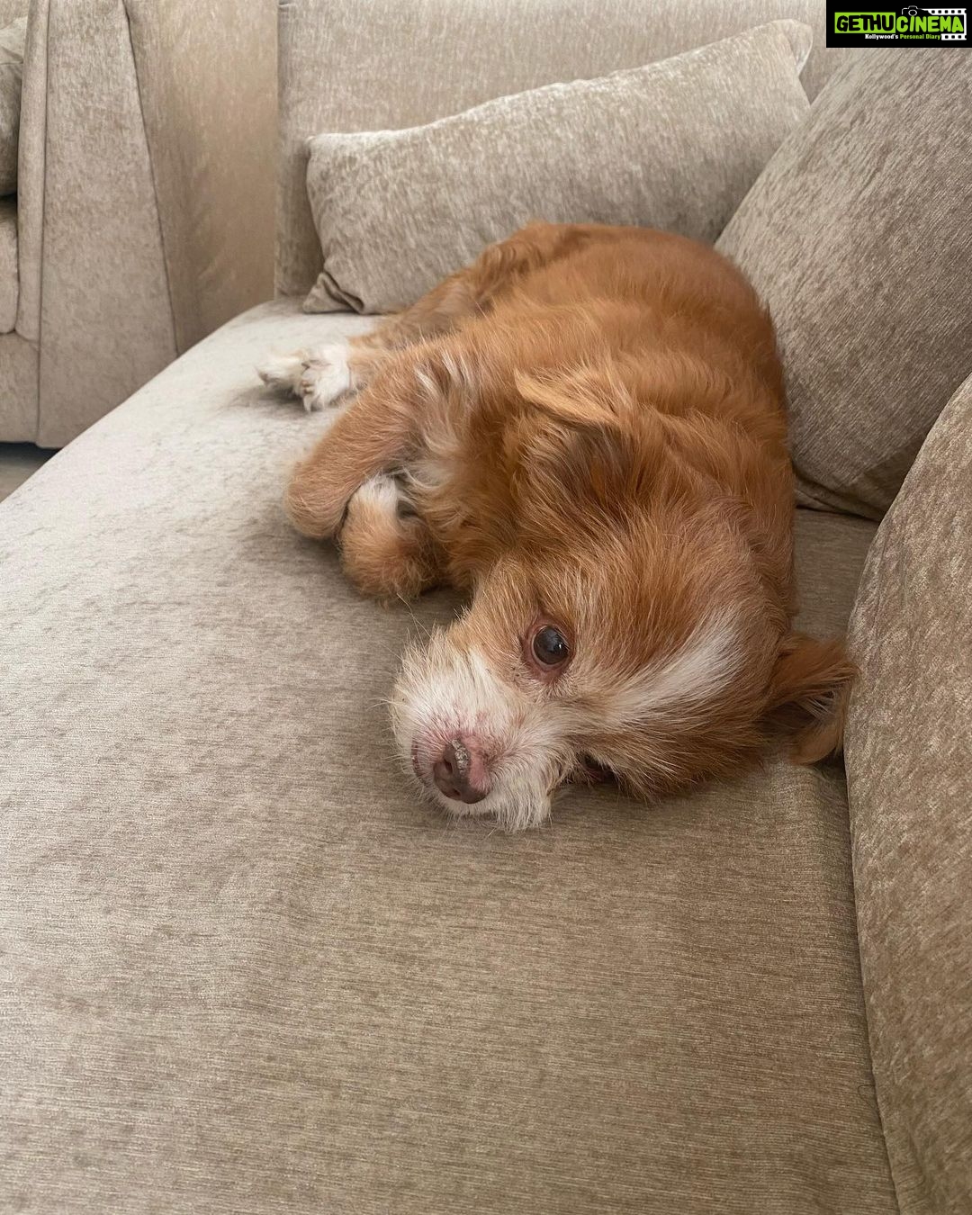Esha Gupta Instagram - Reason behind my happiness 🐾 #bella #nawab 🧿