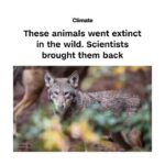 Esha Gupta Instagram - Happy News #repost @cnnclimate What do North Carolina's red wolves, the Eurasian lynx and Przewalski's horse have in common? All of them went extinct in the wild — and all of them came back, thanks to conservation scientists. Translocation and captive breeding was used to re-establish animal populations. Then the animals were reintroduced to their native territories. It can be a double win: helping to restore degraded ecosystems, as well as increasing population numbers. (📸: Genya Savilov/AFP via Getty Images, Salwan Georges/The Washington Post via Getty Images, Devon Wildlife Trust, Guam Department of Agriculture, WildArk/Aussie Ark, Nature Picture Library/Alamy, John Pierce Owner PhotoSport Int/Shutterstock)