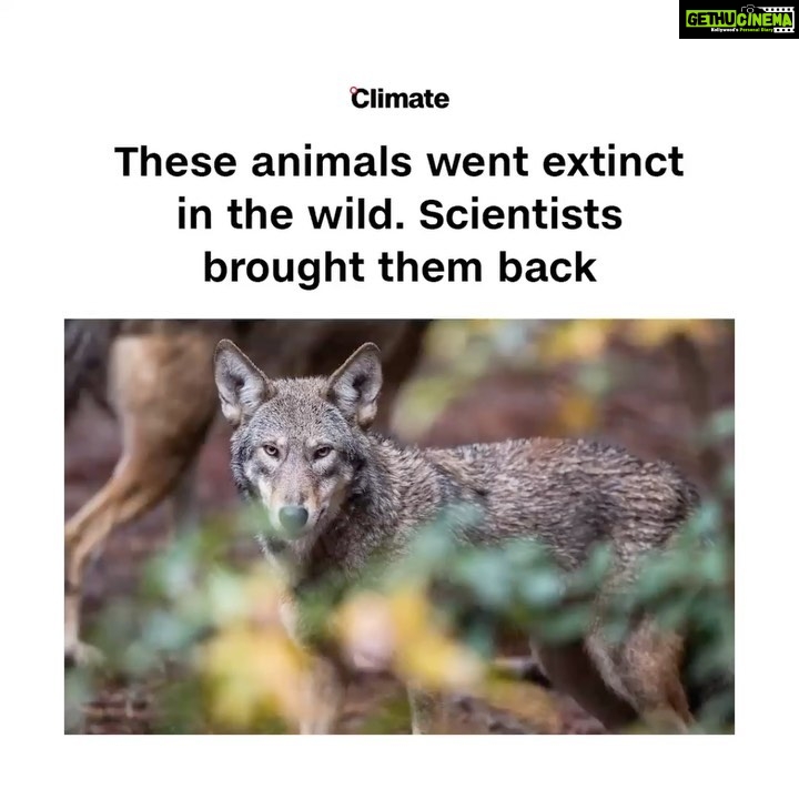 Esha Gupta Instagram - Happy News #repost @cnnclimate What do North Carolina's red wolves, the Eurasian lynx and Przewalski's horse have in common? All of them went extinct in the wild β and all of them came back, thanks to conservation scientists. Translocation and captive breeding was used to re-establish animal populations. Then the animals were reintroduced to their native territories. It can be a double win: helping to restore degraded ecosystems, as well as increasing population numbers. (πΈ: Genya Savilov/AFP via Getty Images, Salwan Georges/The Washington Post via Getty Images, Devon Wildlife Trust, Guam Department of Agriculture, WildArk/Aussie Ark, Nature Picture Library/Alamy, John Pierce Owner PhotoSport Int/Shutterstock)
