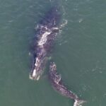 Esha Gupta Instagram - Happy news 🐳 #repost @cnnclimate The year is ending on a positive note for North Atlantic right whales, a critically endangered species, with the spotting of two newborn calves. The right whale is one of the rarest marine mammals in the world, according to the National Oceanic and Atmospheric Administration. There are fewer than 400 of them left in the world, Jessica Powell, a marine mammal biologist for NOAA Fisheries, said. One of the babies, spotted on December 4 off the coast of Cumberland Island, Georgia, was born to Chiminea, who is believed to be 13 years old and is a first-time mom. The second calf, found off Vilano Beach in Florida three days later, was born to 16-year-old Millipede. Tap the link in our bio to learn more about the calves. ⁠ ⁠ (📸: Courtesy Blue World Research Institute)