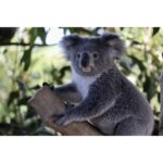 Esha Gupta Instagram - 🐨 Koala populations have steadily declined due to the bushfires and destruction of their habitat by humans, which has led to an increase in the diseases in the koalas. ⁣ 'Any disturbance to an animals habitat activates the physiological stress response, and if said stressors do not cease, the excessive production of glucocorticoids can leave the animal with a compromised immune system and therefore likely to contract a disease,' say the experts from Western Sydney University and the University of Queensland. ⁣ Koalas are listed as 'vulnerable to extinction' by both the International Union for the Conservation of Nature (IUCN) and the Australian government's Threatened Species Scientific Committee. However, the species could be soon be officially uplisted from its current status of 'vulnerable' to 'endangered'. ⁣ 'However, it's promising to see the majority of rescues – often undertaken by community groups and volunteers – have overwhelmingly resulted in the successful rehabilitation and release of koalas back into the environment. ⁣ The fact that disease increased in local populations and numbers of successful rehabilitation and release decreased highlights 'the growing pressure care and rescue groups and their resources are under'. ⁣ ‘Given the scale of loss as a result of the fires to many significant populations, the committee believes the koala will become extinct in NSW well before 2050,' said a report.. ⁣ Let’s hope this situation never occurs, so we get to live in harmony with every being on the planet 💚🌍♻️ ⁣