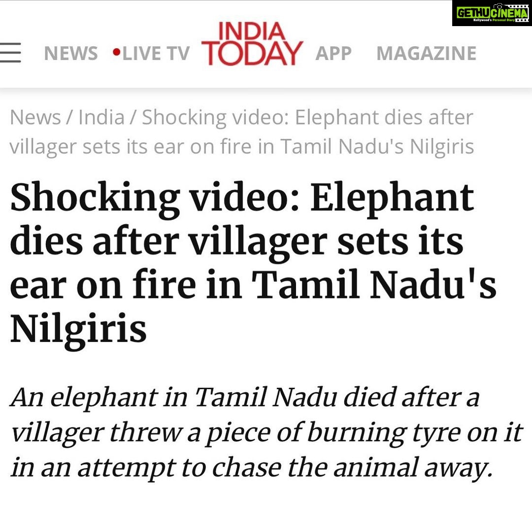 Esha Gupta Instagram - 🐘 We are so blessed and lucky to be able to share this planet with so many creatures. It’s really sad to see how we humans treat these already endangered animal. #saveelephants #elephants