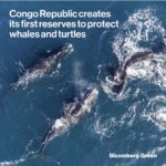 Esha Gupta Instagram - Taking a moment to discuss what matters 🐋 #repost @bloomberggreen Congo Republic creates its first reserves to protect whales and turtles The Republic of Congo will establish its first three marine reserves, covering 4,330 square kilometers (1,672 square miles) of the Atlantic, an organization that advised the government said. The reserves will cover 12% of the Central African country's ocean zone and will protect areas used as breeding grounds by leatherback turtles and humpback whales. Picture credit @paulnicklen
