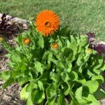 Evelyn Sharma Instagram – Beauty! #Calendula is in bloom 🤩 anyone for some tea? 🫖 

#gardenlove #herbs #calendulaofficinalis #herbaltea #gardeningaustralia #evelynsharma