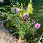 Evelyn Sharma Instagram – Best idea to plant some pretty flowers this year! They bring so much joy in the garden and in the house! 💐🥰

#flowergarden #cutflowers #prettyflowers #daisies #roses #cornflowers #snapdragons #mygarden #evelynsharma