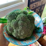 Evelyn Sharma Instagram - First time successfully grew a #broccoli 🥦🤩 steamed, stir-fried, or in soup? How do you like yours? 🤤