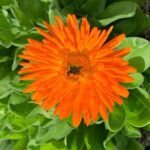 Evelyn Sharma Instagram - Beauty! #Calendula is in bloom 🤩 anyone for some tea? 🫖 #gardenlove #herbs #calendulaofficinalis #herbaltea #gardeningaustralia #evelynsharma