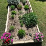 Evelyn Sharma Instagram - My garden vs his garden 😅🪴 which one do you like better? Orderly or wild? 🌱 #kitchengarden #herbgarden #spotthespinach