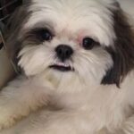 Ishita Dutta Instagram – #happyinternationaldogday 
I love u my huffuuu and for me everyday is ur day….
@iamhappydutta 
#dogsofinsta #doglovers #puppiesofinstagram