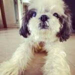 Ishita Dutta Instagram – #happyinternationaldogday 
I love u my huffuuu and for me everyday is ur day….
@iamhappydutta 
#dogsofinsta #doglovers #puppiesofinstagram