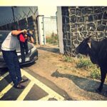 Kartik Aaryan Instagram - Let's settle this guy to gai 🐃 #Actor #bollywood #shoot #fight #holycow #baddecisions #hewon