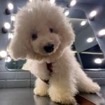 Kartik Aaryan Instagram - Look who visited the sets of #SatyaPremKiKatha 🐾 #FirstSetVisit 🥹