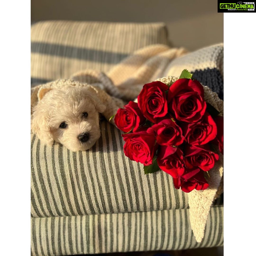 Kartik Aaryan Instagram - “Heck everyday is Valentine’s Day when you’re dizz cute” 🌹♥️ - @katoriaaryan