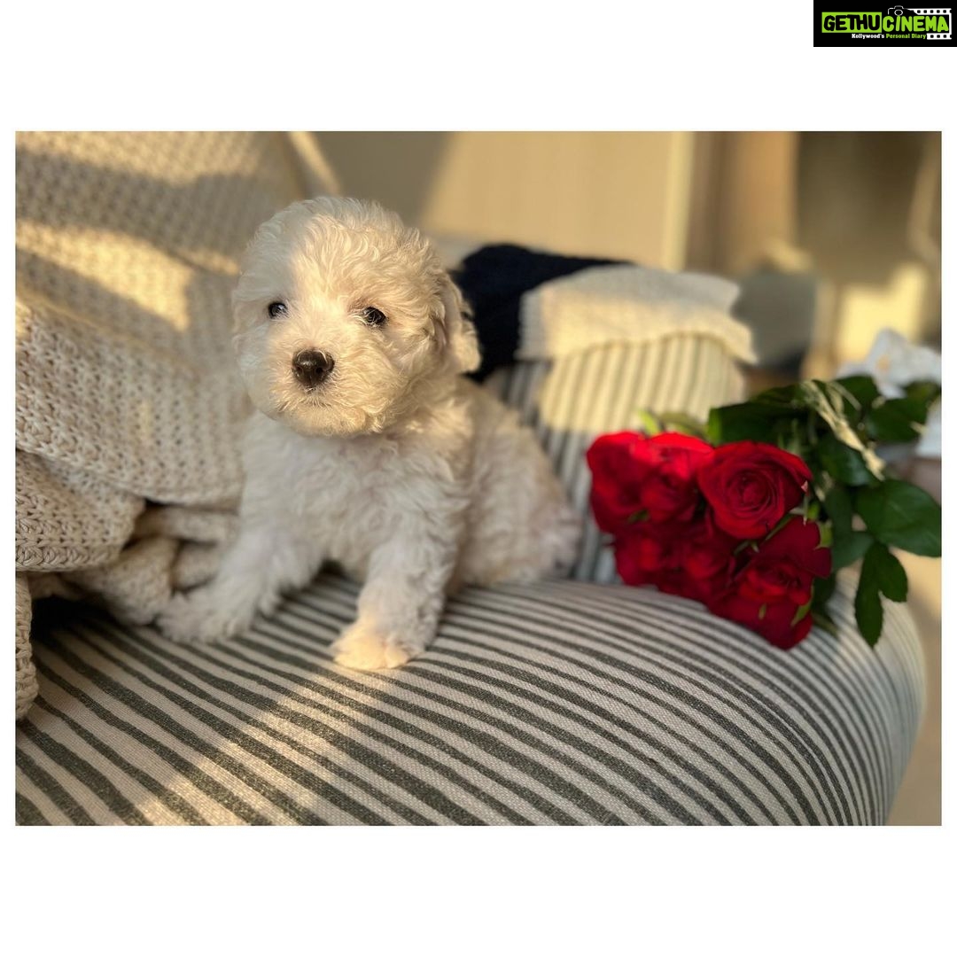 Kartik Aaryan Instagram - “Heck everyday is Valentine’s Day when you’re dizz cute” 🌹♥️ - @katoriaaryan
