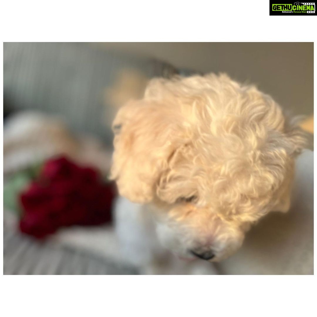 Kartik Aaryan Instagram - “Heck everyday is Valentine’s Day when you’re dizz cute” 🌹♥️ - @katoriaaryan
