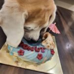 Kratika Sengar Instagram - Happy Birthday my grumpy Donut.. I love youuuww❤️❤️ #11th #pawday
