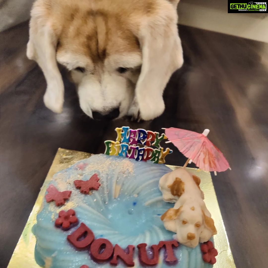 Kratika Sengar Instagram - Happy Birthday my grumpy Donut.. I love youuuww❤️❤️ #11th #pawday