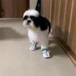 Ma Ka Pa Anand Instagram - Puppy shoes #dogshoes #PrimeReels