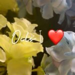 Mira Rajput Instagram - Oils I ❤️ I love incorporating oils into my beauty regime. Their unctuous nature calms my Vata dominant personality and I just enjoy the luxury of a massage, even if it’s a short self abhyanga. Watch till the end to see my favourites and what I like to use them for. . . . . . . #selfcare #ayurveda #barebeauty #cleanbeauty #reelsindia