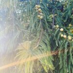 Mira Rajput Instagram - Money doesn’t grow on trees, but my currency does #healthiswealth 🌿