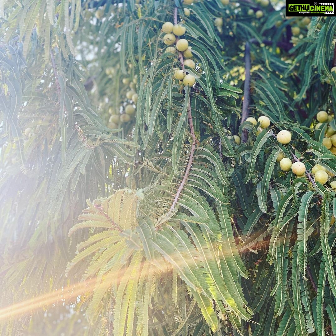 Mira Rajput Instagram - Money doesn’t grow on trees, but my currency does #healthiswealth 🌿