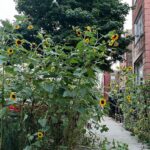 Mrunal Thakur Instagram - Despite knowing they won’t be here for long they still choose to live their brightest lives ~🌻🌻🌻 #chicago #sunflowers #travel #tourist