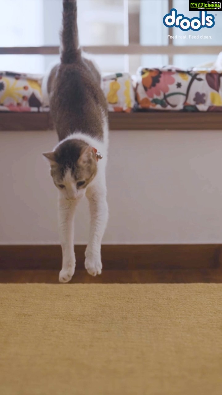 Mrunal Thakur Instagram - Playing around with Billo after a long day at work is like therapy for me! I love to pamper my little furry baby with a wholesome & drool-worthy meal. Drools Cat Food is packed with the goodness of real ingredients & makes the perfect nutritious diet. Show your feline some love and order a pack of @Droolsindia Cat Food today ! Feed Real. Feed Clean 🐾 #cats #catlovers #catmom #petparents #petlovers #catfood #petnutrition #pethealth