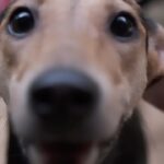 Mrunal Thakur Instagram – This festive season, let’s make a promise to celebrate in a pet-friendly way & be mindful towards the health and well-being of our furry friends.
Being an animal lover & pet parent, I understand the love and commitment it takes to give the right kind of nutrition and care to the voiceless. 
I am so happy to have joined hands with @Droolsindia to donate 3 months worth of pet food to All About Them Foundation. 

Through this initiative, Drools & I encourage all animal lovers out there to come forward & do their bit in making this festive season a joyful one for our furry friends too ❤️

#diwali #happydiwali #petfriendly #nonoise #careforstrays #droolsindia #festival #bekind