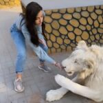 Nora Fatehi Instagram - This was scary..😅😱🦁😄 thanks to Masood and his entire team for giving me this opportunity to interact with these beautiful animals who have been rescued from circuses and mistreatment. Your whole team is doing a great job at rehabilitating them.. This was a surreal experience for me and I’ll remember it forever 💛