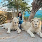 Nora Fatehi Instagram - Its that Lion energy from now on😏 …they so beautiful tho 👀😍 thanks to Masood and his entire team for giving me this opportunity to interact with these beautiful animals who have been rescued from circuses and mistreatment. Your whole team is doing a great job at rehabilitating them.. This was a surreal experience for me and I’ll remember it forever 💛
