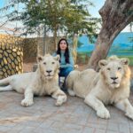 Nora Fatehi Instagram – Its that Lion energy from now on😏 …they so beautiful tho 👀😍

thanks to Masood and his entire team for giving me this opportunity to interact with these beautiful animals who have been rescued from circuses and mistreatment. Your whole team is doing a great job at rehabilitating them.. This was a surreal experience for me and I’ll remember it forever 💛