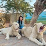 Nora Fatehi Instagram - Its that Lion energy from now on😏 …they so beautiful tho 👀😍 thanks to Masood and his entire team for giving me this opportunity to interact with these beautiful animals who have been rescued from circuses and mistreatment. Your whole team is doing a great job at rehabilitating them.. This was a surreal experience for me and I’ll remember it forever 💛