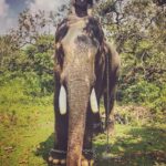 Nyla Usha Instagram - That was one ele of a feel... Ganapathy 🐘was kind enough to let me touch, hug , climb, feed, photograph him. Thanks to my friend #brotherfromanothermother @sarathkrishnanmr for this and that and those...😀 . . . For I love everything about Thrissur ! Pics by: @godson_jacob_ @dixon_vincen