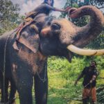 Nyla Usha Instagram - That was one ele of a feel... Ganapathy 🐘was kind enough to let me touch, hug , climb, feed, photograph him. Thanks to my friend #brotherfromanothermother @sarathkrishnanmr for this and that and those...😀 . . . For I love everything about Thrissur ! Pics by: @godson_jacob_ @dixon_vincen