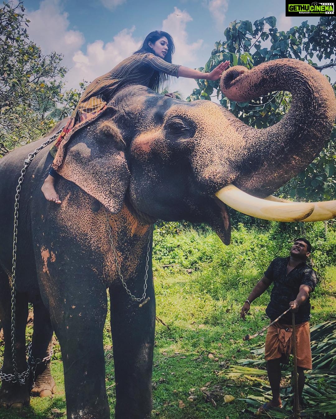 Nyla Usha Instagram - That was one ele of a feel... Ganapathy πwas kind enough to let me touch, hug , climb, feed, photograph him. Thanks to my friend #brotherfromanothermother @sarathkrishnanmr for this and that and those...π . . . For I love everything about Thrissur ! Pics by: @godson_jacob_ @dixon_vincen