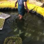 Nyla Usha Instagram - Meet Mr.Sudheesh Guruvayoor and his family from Sharjah... Now swipe👉🏻👉🏻 to see what they have created! Something we thought is impossible in a desert weather and terrain...Quite unbelievable organic plantations including paddy fields maintained by his own family... The joy of plucking, fishing and eating...was a pleasure visiting ur farm and home.. #organicfarming #farminthedesert #familythatfarmstogetherstaytogether