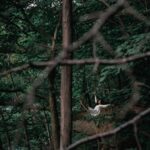 Parvathy Instagram – Verse Jumping – Dancer in the woods