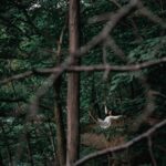 Parvathy Instagram - Verse Jumping - Dancer in the woods