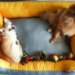 Payal Rajput Instagram - Bunny & candy Lazing and Loafing on the Goofy Tails Lounger Bed 💤🐾 Thanks @goofytailsindia for such amazing gifts 🎁 . #GoofyTails #goofylifestyle