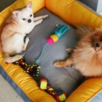 Payal Rajput Instagram - Bunny & candy Lazing and Loafing on the Goofy Tails Lounger Bed 💤🐾 Thanks @goofytailsindia for such amazing gifts 🎁 . #GoofyTails #goofylifestyle