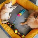 Payal Rajput Instagram – Bunny & candy Lazing and Loafing on the Goofy Tails Lounger Bed 💤🐾

Thanks @goofytailsindia for such amazing gifts 🎁 
.

#GoofyTails #goofylifestyle