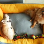 Payal Rajput Instagram - Bunny & candy Lazing and Loafing on the Goofy Tails Lounger Bed 💤🐾 Thanks @goofytailsindia for such amazing gifts 🎁 . #GoofyTails #goofylifestyle