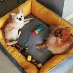 Payal Rajput Instagram - Bunny & candy Lazing and Loafing on the Goofy Tails Lounger Bed 💤🐾 Thanks @goofytailsindia for such amazing gifts 🎁 . #GoofyTails #goofylifestyle
