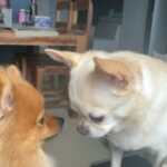 Payal Rajput Instagram - Unconditional love ♥️ Does it event exist ? Yes for that you can watch this video 🙌 but this guy 🥰huh ... candy ♥️♥️♥️Bunny