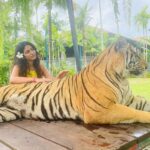 Priya Varrier Instagram - Met these majestic creatures today!🐯 If you’re looking at planning exotic vacations, @pickyourtrail is a saviour! Thank you for making this happen last minute☺️ How can I forget to mention the beautiful @pullmanphuketpanwa resort we’re staying at! Check them out. Tiger PARK Phuket