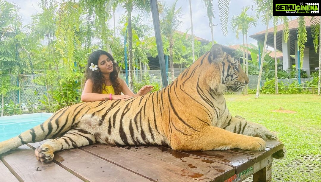 Priya Varrier Instagram - Met these majestic creatures today!🐯 If you’re looking at planning exotic vacations, @pickyourtrail is a saviour! Thank you for making this happen last minute☺️ How can I forget to mention the beautiful @pullmanphuketpanwa resort we’re staying at! Check them out. Tiger PARK Phuket