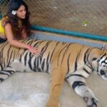 Priya Varrier Instagram – Met these majestic creatures today!🐯
If you’re looking at planning exotic vacations, @pickyourtrail is a saviour!
Thank you for making this happen last minute☺️
How can I forget to mention the beautiful @pullmanphuketpanwa resort we’re staying at!
Check them out. Tiger PARK Phuket
